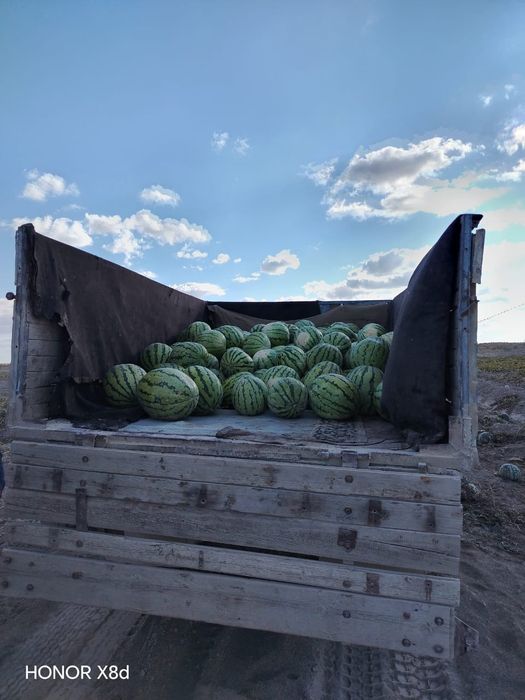 Зимовка карбыз бар мощный
