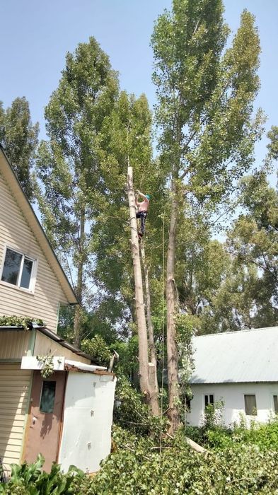 Спил деревьев Алматы любой сложности. Ағаш кесеміз