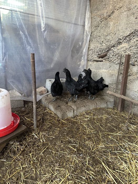 Продаю кур Аям цемани