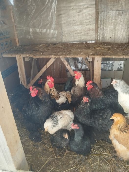 Продаются петухи