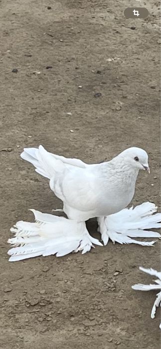 Голуби на продажу.