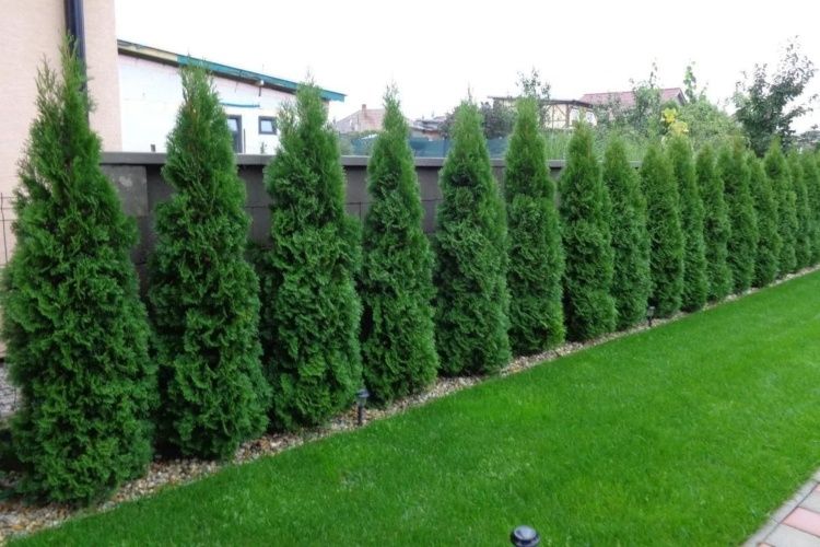 Райграс градинки