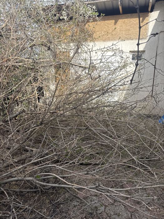 Дрова бесплатно