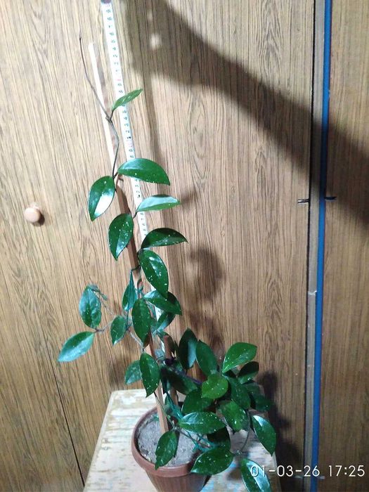 Красивый вьющейся цветок Хойя, в простонародье - Восковой плющ