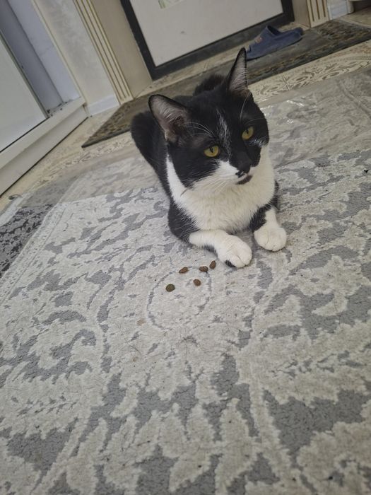 Пышык еркек сатылады,кумга уйренген, прививкалары салынган.