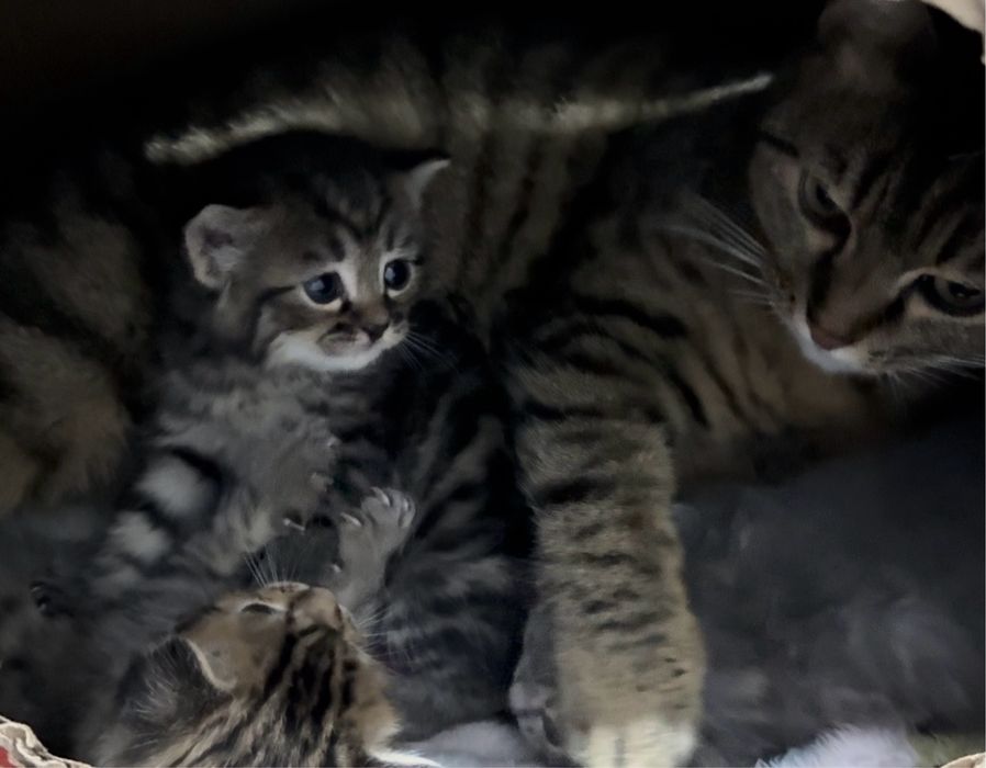 Отдаем милых котенка в добрые руки