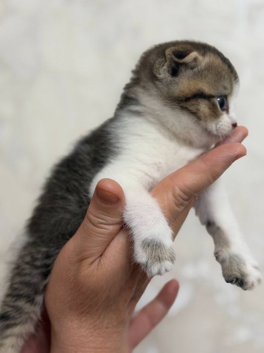 Мушук боласи,котенок девочка