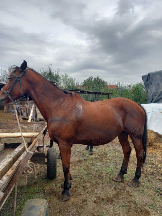 Vând iapă semi grea