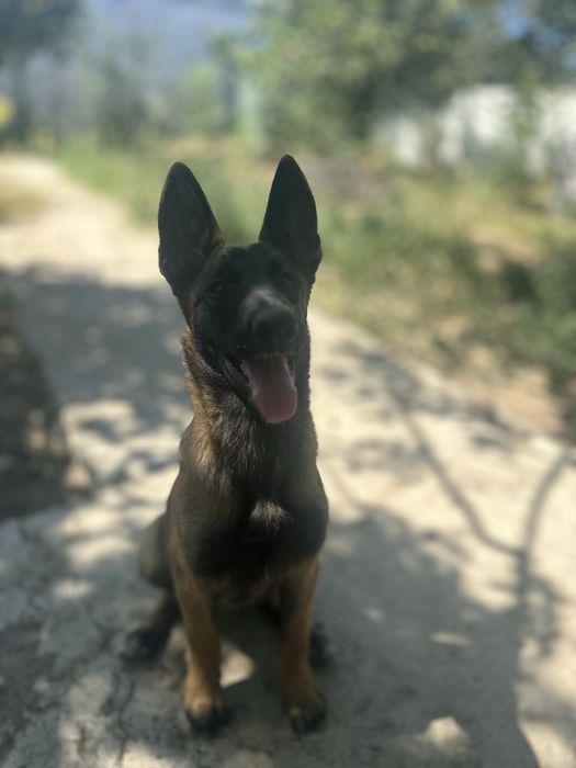 Продам Шенока Малинуа