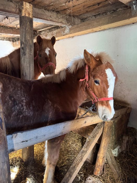 Mânz de 6 luni din cai buni