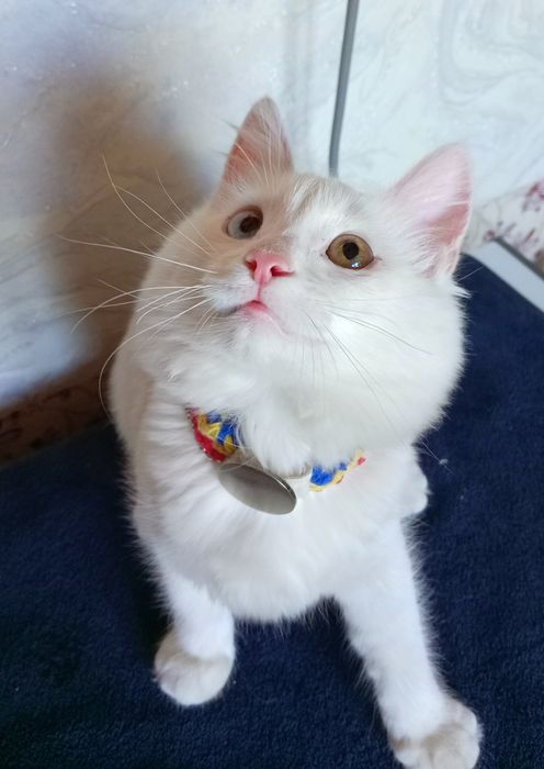 Котёнок белая девочка