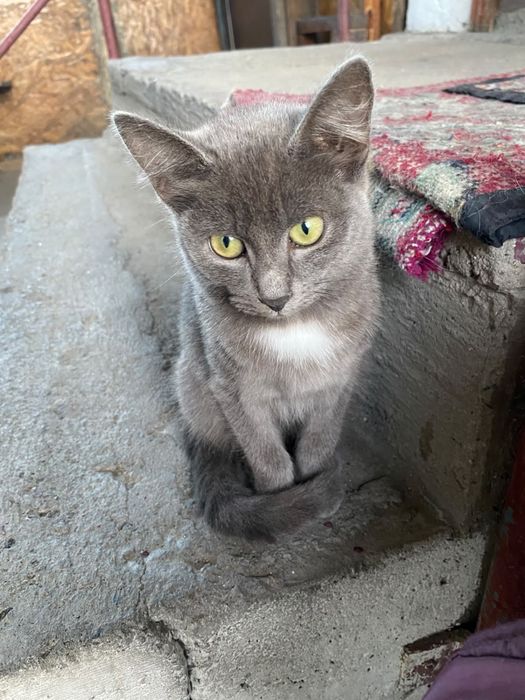 Отдам Котят В Добрые Руки