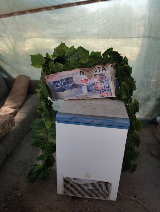 Лиана виноградная для летников