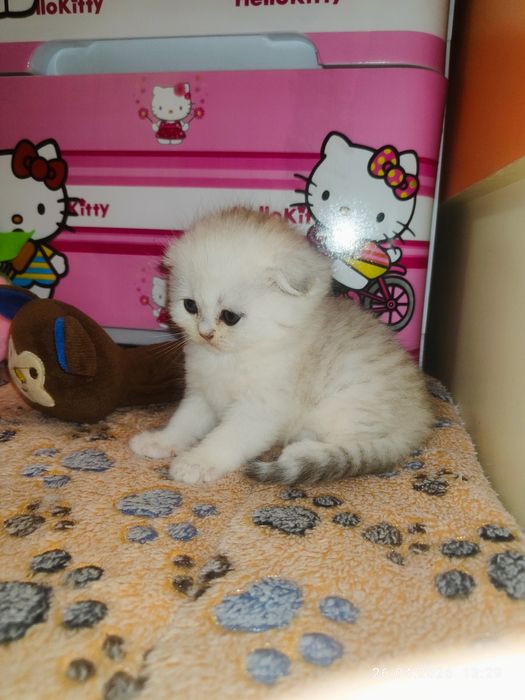 Продается Скоттиш фолд ДЕВОЧКА