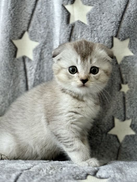 Шиншилла золото серебро