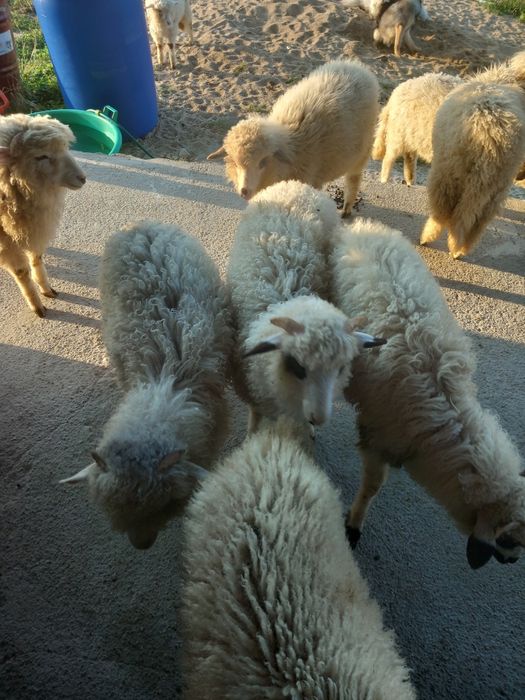 Vand i Miei românești