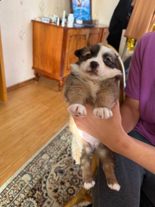 Ищут дом очаровательные щенки