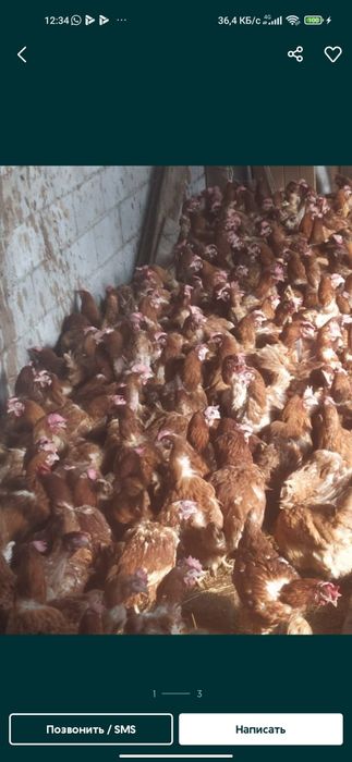 Куры несушки ломан Браун