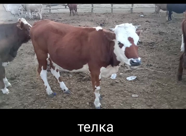 Продам бычков телок