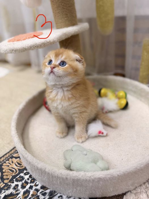 Котята Скоттиш Фолд и Страйт