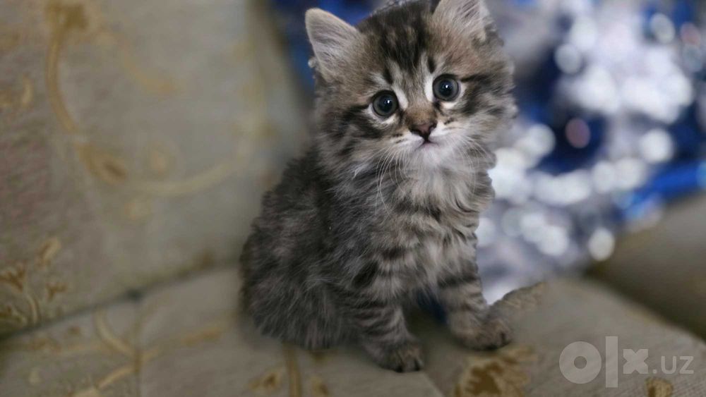 Милые котята, мальчики.