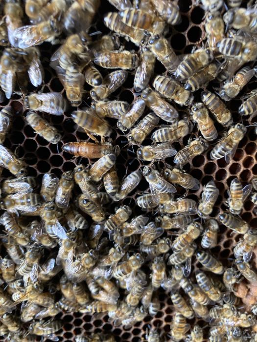 Vând familii de albine