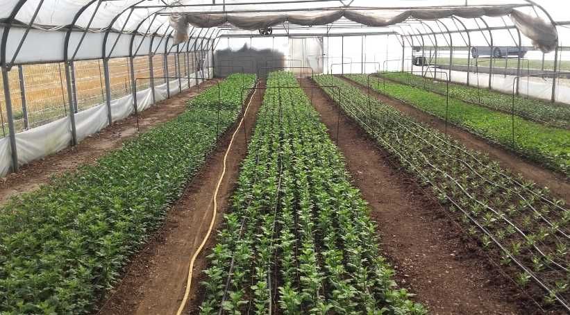 Butasi crizanteme 50+25 gratis