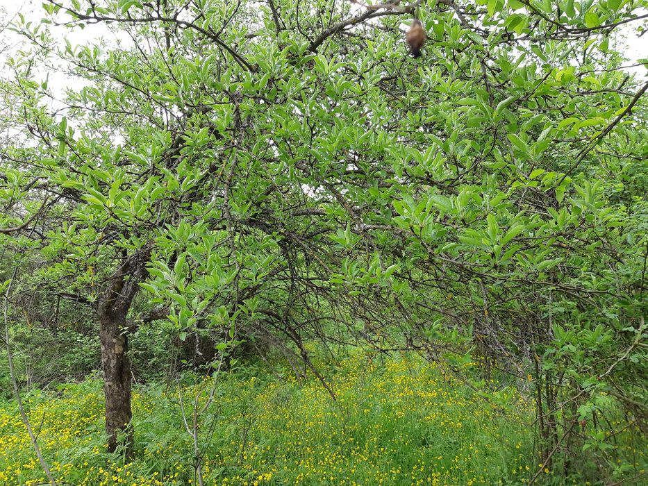 Продавам къща с парцел
с. Звезда, Търговище