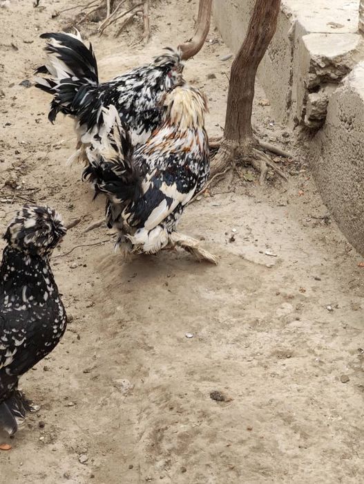 япон товуклар сотилади