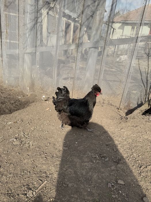 Vand sau schimb gaini motate incaltate barboase golase