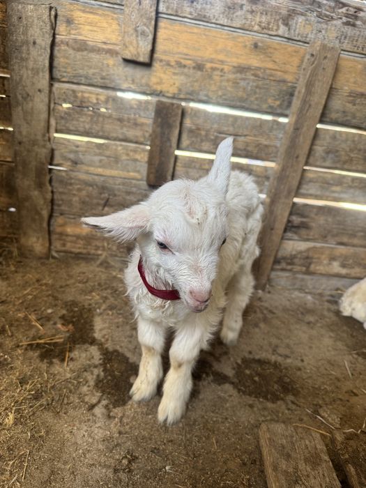 Заненский коза,занен ешкі