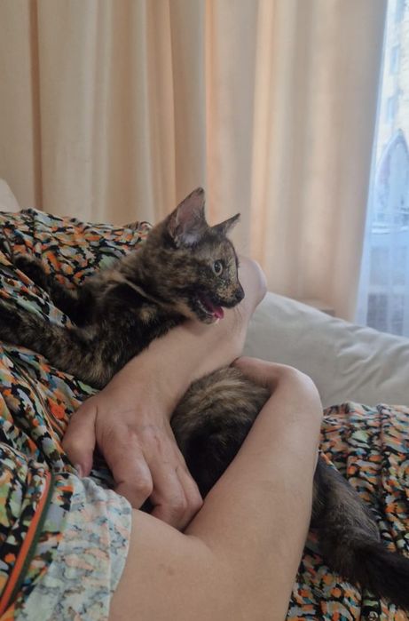 Отдам даром кошечку трехцветку