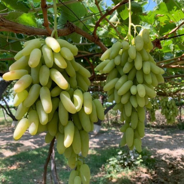 Fermer xojalgda yetishtrlgan uzum kochat