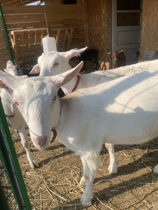 Capre saanen si murciano granadina