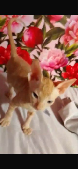 Котята сфинкс конадские