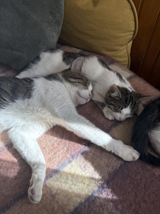 Подарявам коте/котета - мъжко и женско