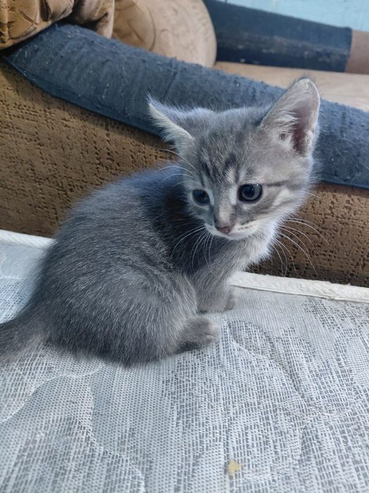 Отдам котят в добрые руки