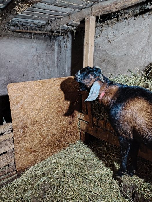 Tap anglonubian de vanzare