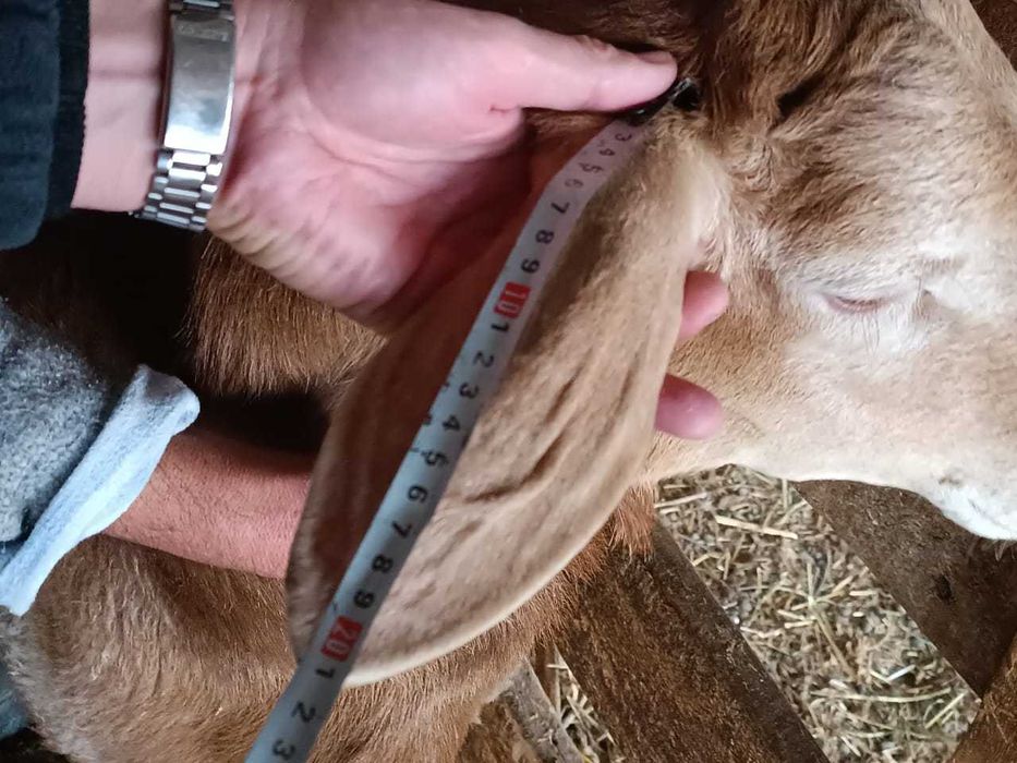 Продам Арашан-Гиссар (кашкары)