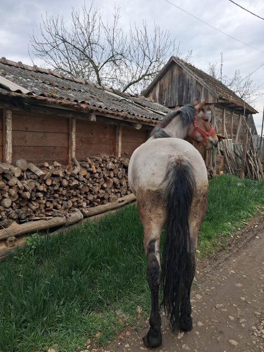 Vand cal tanar si sanatos