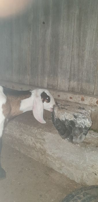 Tapi Iezi din capre anglonubian de vanzare