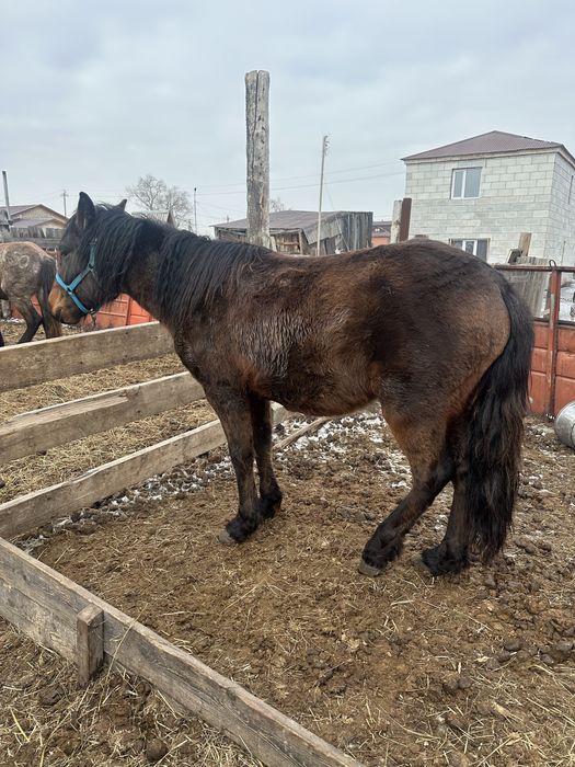 Продам жеребца 3 года