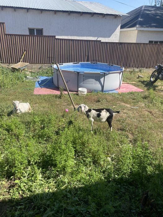 Продам 2 козы  девочки