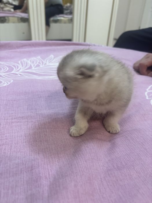 шотландские котята