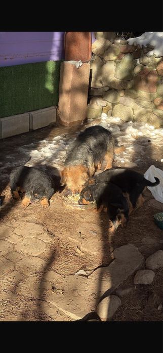 Отдам щенят в хорошие руки