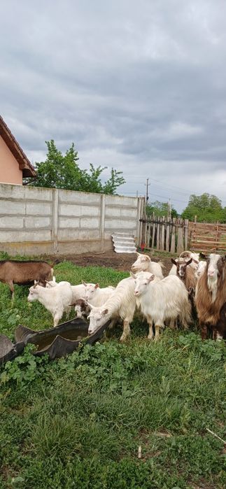 Vând capre de ținut