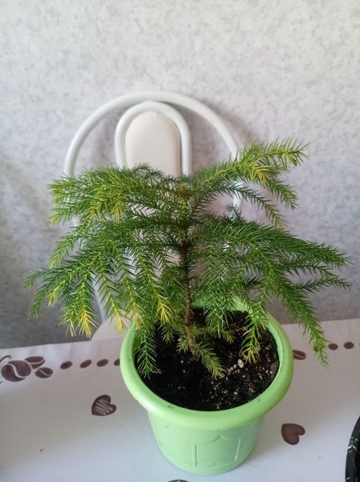 Продам комнатный растения