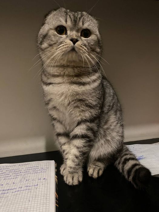 Шотландский вислоухий кот ищет любящий дом