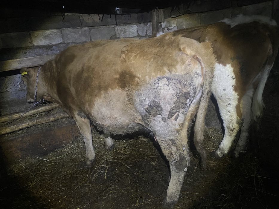 Продам Две коровы!