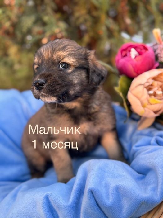 Щеночек мальчик мордастик 1 месяц